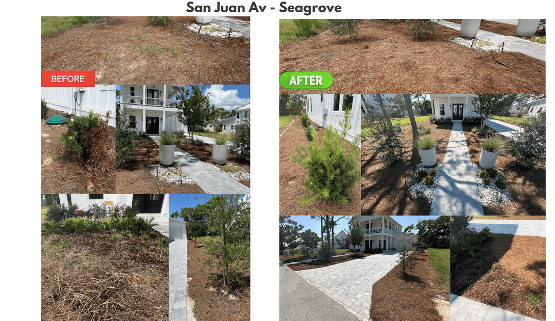 Pine straw installation, replacement of japanese Yew, installation of perennials, mulching, weeding